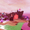Sugar Rush (Map)