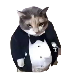 Cat 9