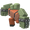 Brute