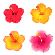 Flowers that appear around the text.