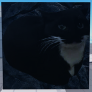 Second Corpse variant, current version, fourth cat variant (12 March 2025 – Present)