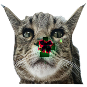 Green variant, current version, sixth cat variant (11 June 2025 – Present)