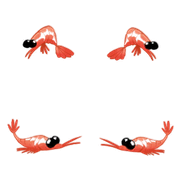 Shrimp that appears on the text.