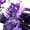 Voidcore Mode