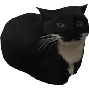Cat 4