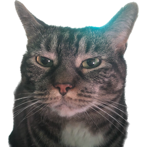 Cat 5