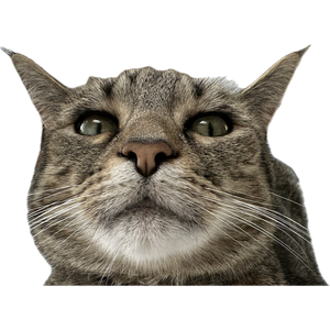 Cat 6