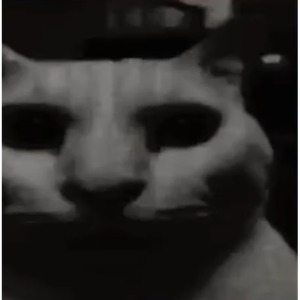 Cat 1